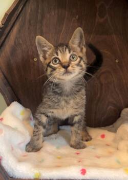 Jesse James -  Domestic Short Hair Cat for Adoption in Nashville, Tennessee - Jesse James | PetCurious