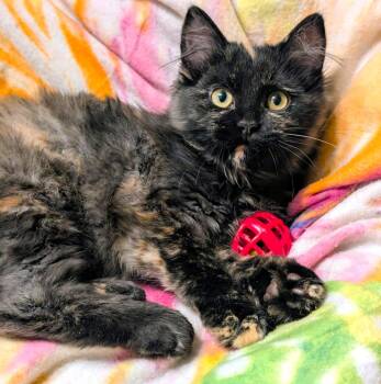 Walter & Winnie Personality Plus -  Maine Coon Cat for Adoption in Newport, Washington - Walter & Winnie Personality Plus | PetCurious