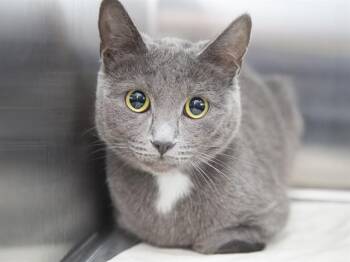 GRACIE -  Domestic Short Hair Cat for Adoption in Phoenix, Arizona - GRACIE | PetCurious
