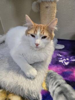 Domestic Medium Hair Cats Available for Adoption - Juanito | PetCurious