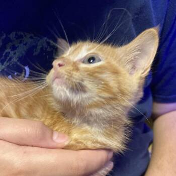 Remy Dyal-SD -  Domestic Short Hair Cat for Adoption in Tallahassee, Florida - Remy Dyal-SD | PetCurious