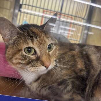 Pancake -  Domestic Short Hair Cat for Adoption in Oceanside, New York - Pancake | PetCurious