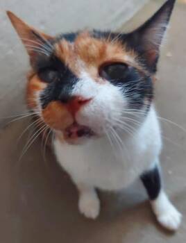 Domestic Short Hair Cats Available for Adoption in Brampton, Ontario - Rahma- Blind | PetCurious
