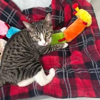 Pele -  Domestic Short Hair Cat for Adoption in South Miami, Florida - Pele | PetCurious