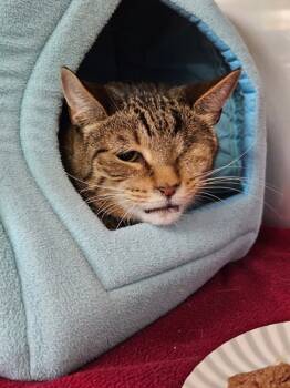 Rescue Domestic Short Hair Cats for Adoption in Kingston, New York - Frodo | PetCurious