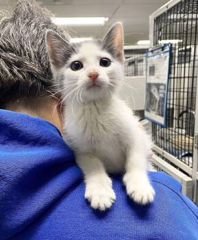 Daisy -  Domestic Short Hair Cat for Adoption in Alexandria, Virginia - Daisy | PetCurious