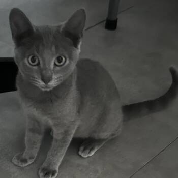 Bruce -  Domestic Short Hair and Russian Blue Cat for Adoption in Carmel, Indiana - Bruce | PetCurious