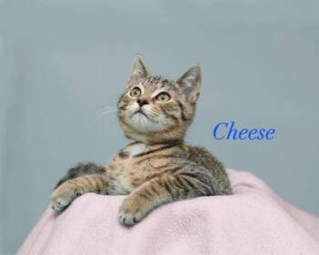 Cheese -  Domestic Short Hair Cat for Adoption in Parma, Ohio - Cheese | PetCurious