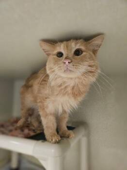 Canari -  Domestic Medium Hair and Domestic Short Hair Cat for Adoption in Fort Collins, Colorado - Canari | PetCurious