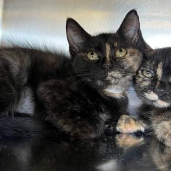 Ramen -  Domestic Short Hair Cat for Adoption in Richmond, Virginia - Ramen | PetCurious