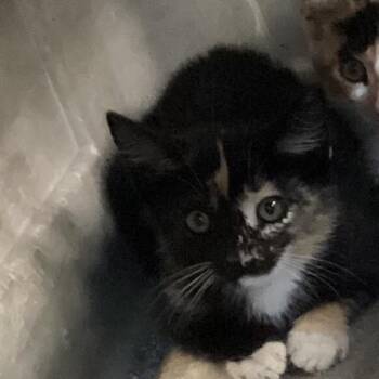 Ribbon -  Domestic Short Hair Cat for Adoption in Montgomery, Alabama - Ribbon | PetCurious