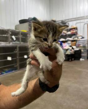 Cookie -  Domestic Short Hair Cat for Adoption in Pierceton, Indiana - Cookie | PetCurious