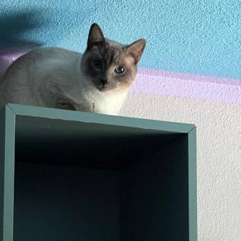 Domestic Short Hair and Siamese Cats Available for Adoption in Pleasanton, California - Dawn | PetCurious