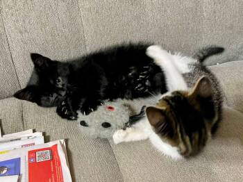 Rescue Domestic Short Hair Cats for Adoption in Wedgefield, South Carolina - Jane | PetCurious