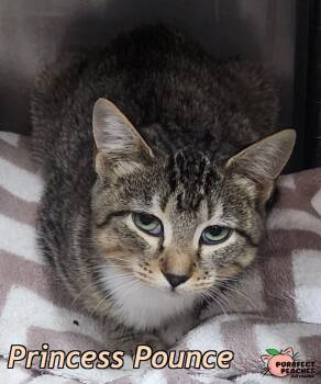 Princess Pounce -  Domestic Short Hair Cat for Adoption in Douglasville, Georgia - Princess Pounce | PetCurious