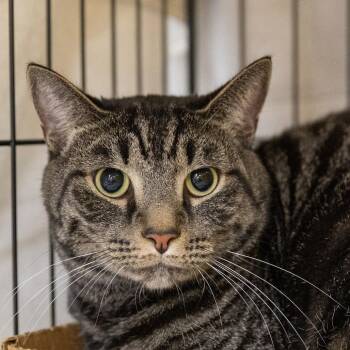 Domestic Short Hair Cats Available for Adoption - Max King | PetCurious