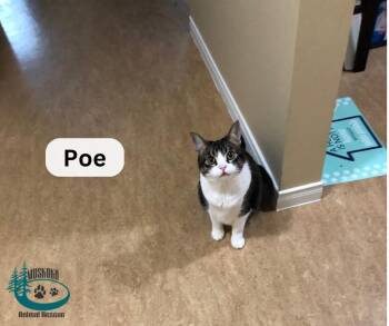 Rescue Domestic Short Hair Cats for Adoption in Huntsville, Ontario - Poe! | PetCurious