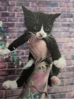 Goose -  Domestic Short Hair Cat for Adoption in Parker, Colorado - Goose | PetCurious