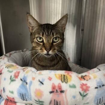 Bubba -  Domestic Short Hair Cat for Adoption in Lakeland, Florida - Bubba | PetCurious