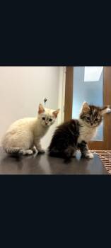 Domestic Short Hair Cats Available for Adoption in Lewis Center, Ohio - Rose (5 Galloway Survivors 4) | PetCurious