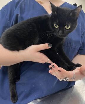 Domestic Short Hair Cats Available for Adoption - BLAIR | PetCurious