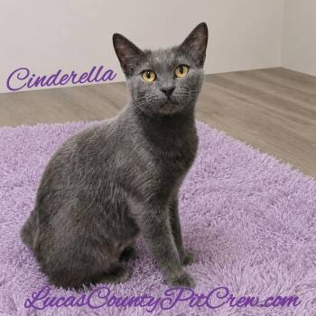 Cinderella -  Domestic Short Hair Cat for Adoption in Toledo, Ohio - Cinderella | PetCurious