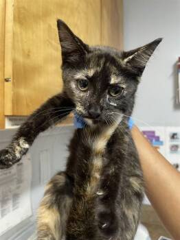 ALICE -  Domestic Short Hair Cat for Adoption in Tallahassee, Florida - ALICE | PetCurious