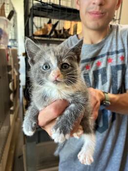 Tink -  American Shorthair Cat for Adoption in Thompson Falls, Montana - Tink | PetCurious