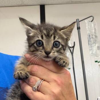 Domestic Short Hair Cats Available for Adoption in Lake Jackson, Texas - Thumper | PetCurious