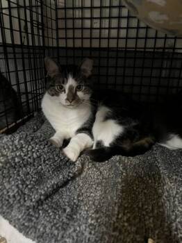 Rescue Domestic Short Hair Cats for Adoption in Kingston, New York - Ollie | PetCurious