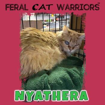 Rescue Domestic Long Hair Cats for Adoption in Kingman, Arizona - Nyathera | PetCurious