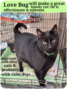 Rescue Bombay Cats for Adoption in Staunton, Virginia - Lovebug | PetCurious
