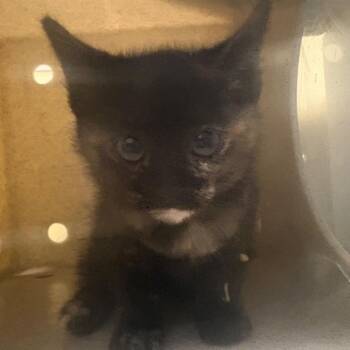 Domestic Short Hair Cats Available for Adoption in Pasadena, California - Glinda | PetCurious