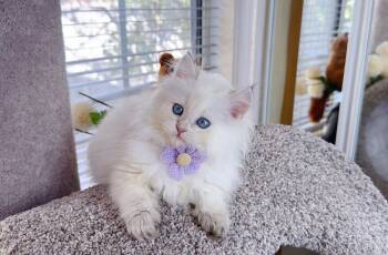 M038 -  British Longhair Cat for Sale in Los Angeles, California - M038 | PetCurious
