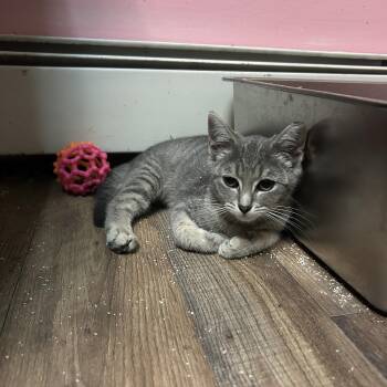 Lainie -  Domestic Short Hair Cat for Adoption in Philadelphia, Pennsylvania - Lainie | PetCurious
