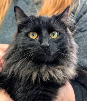 ELVIS -  Domestic Long Hair Cat for Adoption in Canfield, Ohio - ELVIS | PetCurious