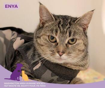 Domestic Short Hair Cats Available for Adoption - Enya | PetCurious