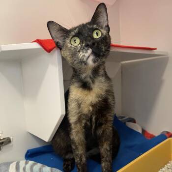 Totti -  Domestic Short Hair Cat for Adoption in Los Angeles, California - Totti | PetCurious