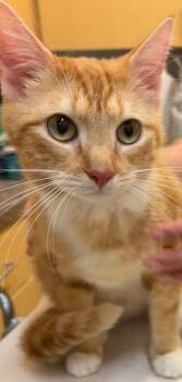 BINDI -  Domestic Short Hair Cat for Adoption in Elizabethton, Tennessee - BINDI | PetCurious