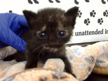 Rescue Domestic Short Hair Cats for Adoption in Dallas, Texas - CARRIE | PetCurious