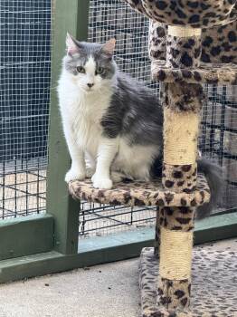 Marble -  Domestic Long Hair Cat for Adoption in Plumerville, Arkansas - Marble | PetCurious