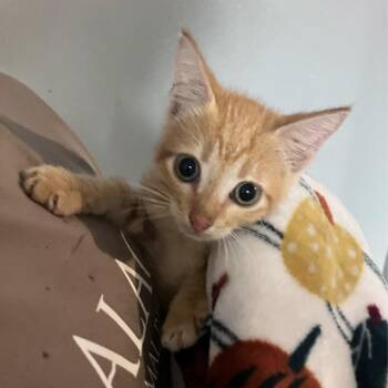 Castrol -  American Shorthair Cat for Adoption in Freeport, Florida - Castrol | PetCurious
