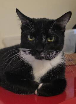 Domestic Short Hair and Tuxedo Cats Available for Adoption - Oregano (Reggie) | PetCurious