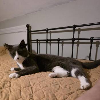 Gray Cee -  Domestic Short Hair Cat for Adoption in Wakefield, Massachusetts - Gray Cee | PetCurious