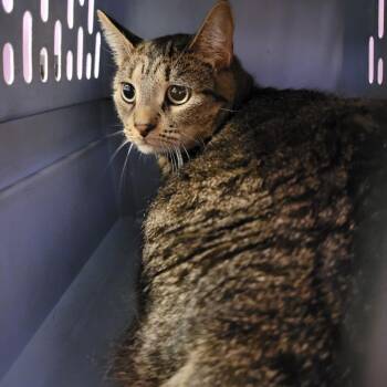 Sadie Marie -  Domestic Short Hair Cat for Adoption in Cedar Rapids, Iowa - Sadie Marie | PetCurious
