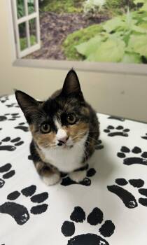 Moe -  Domestic Short Hair Cat for Adoption in Lancaster, Pennsylvania - Moe | PetCurious