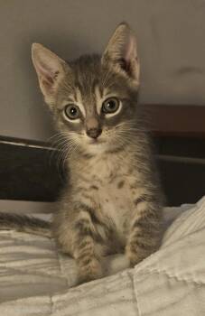Parton 7.28.26 (med waiver) -  Domestic Short Hair Cat for Adoption in Apopka, Florida - Parton 7.28.26 (med Waiver) | PetCurious