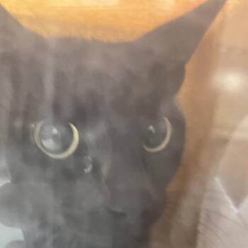 shawna -  Domestic Short Hair Cat for Adoption in Philadelphia, Pennsylvania - Shawna | PetCurious