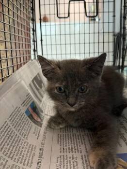 BELLA -  Domestic Short Hair Cat for Adoption in Fort Lauderdale, Florida - BELLA | PetCurious