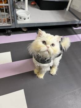 Rescue Persian Cats for Adoption in Cedar Rapids, Iowa - Alfredo | PetCurious